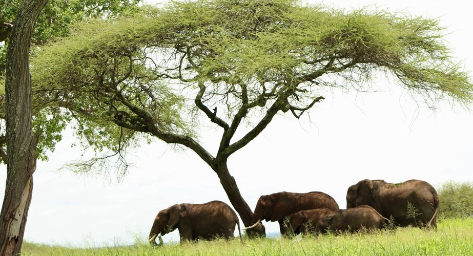 Olifanten groepsreis Tanzania